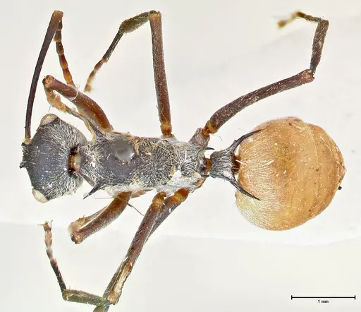 Polyrhachis bicolor - FOCOL2651