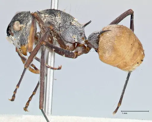 Polyrhachis bicolor - FOCOL2651