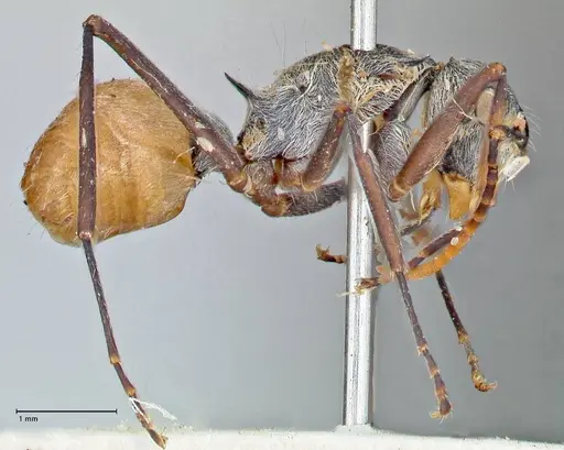 Polyrhachis bicolor - FOCOL2651