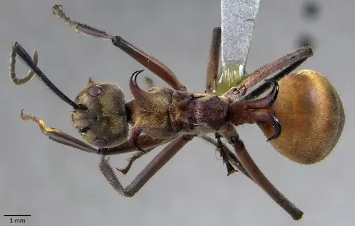 Polyrhachis bihamata specimen