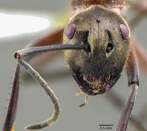 Polyrhachis bihamata specimen
