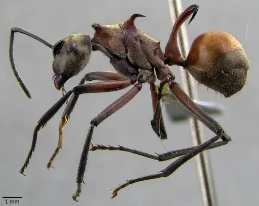 Polyrhachis bihamata specimen