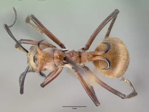 Polyrhachis bihamata - CASENT0010659