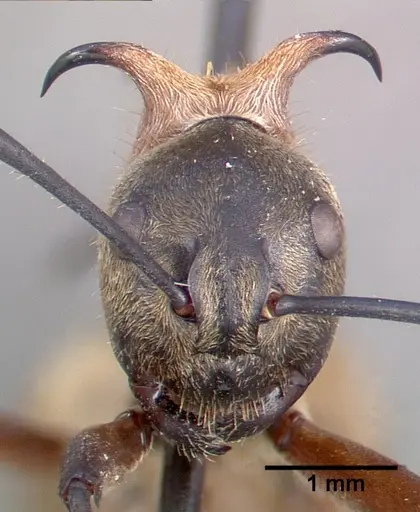 Polyrhachis bihamata - CASENT0010659