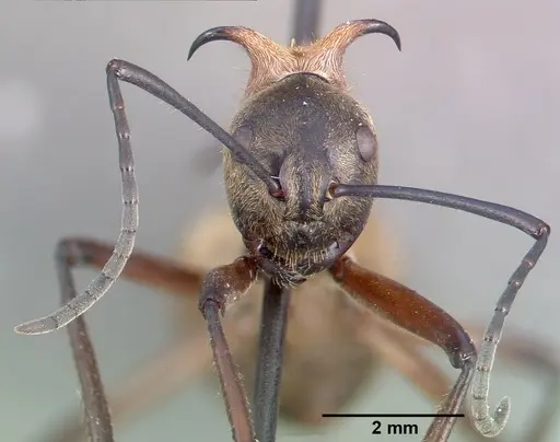 Polyrhachis bihamata - CASENT0010659