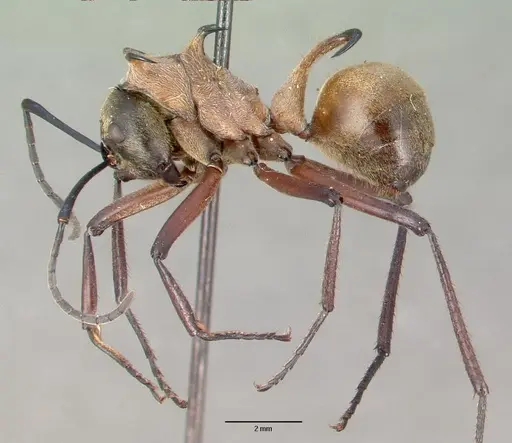 Polyrhachis bihamata - CASENT0010659