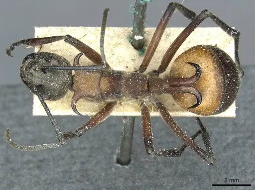 Polyrhachis bihamata - CASENT0912164