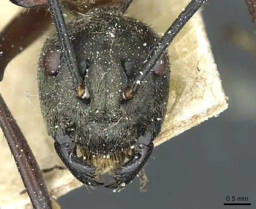 Polyrhachis bihamata - CASENT0912164