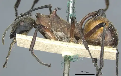 Polyrhachis bihamata - CASENT0912164