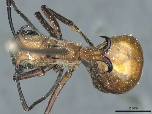 Polyrhachis bihamata - CASENT0912165