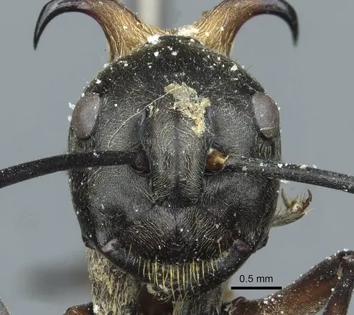 Polyrhachis bihamata - CASENT0912165