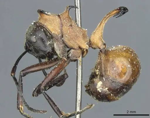 Polyrhachis bihamata - CASENT0912165