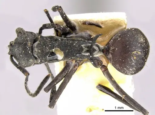 Polyrhachis binghamii specimen