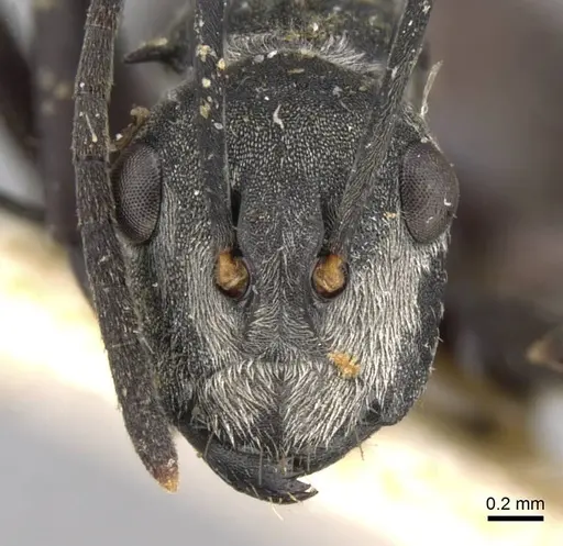 Polyrhachis binghamii specimen