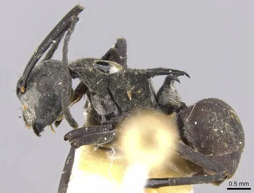 Polyrhachis binghamii specimen