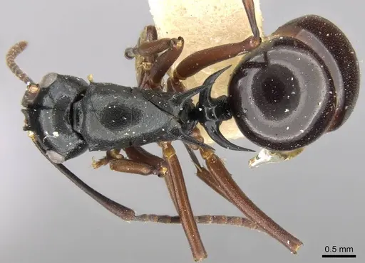 Polyrhachis bismarckensis specimen