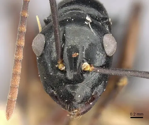 Polyrhachis bismarckensis specimen