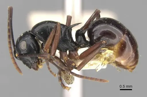 Polyrhachis bismarckensis specimen