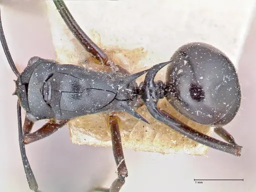 Polyrhachis bismarckensis - FOCOL2664