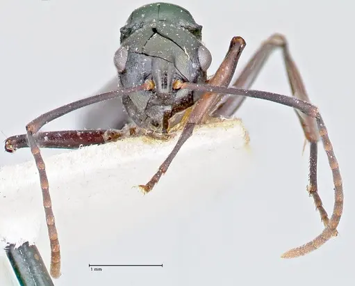 Polyrhachis bismarckensis - FOCOL2664