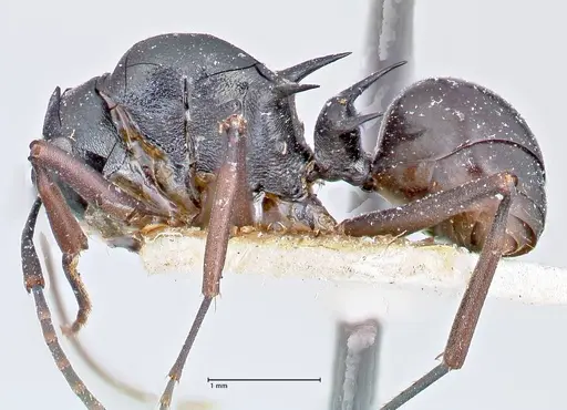 Polyrhachis bismarckensis - FOCOL2664
