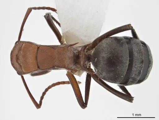 Polyrhachis bohemia specimen