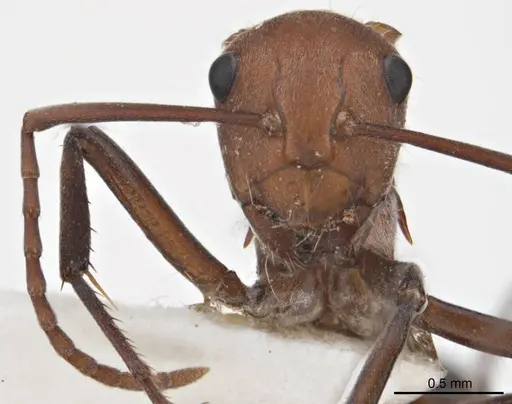 Polyrhachis bohemia specimen