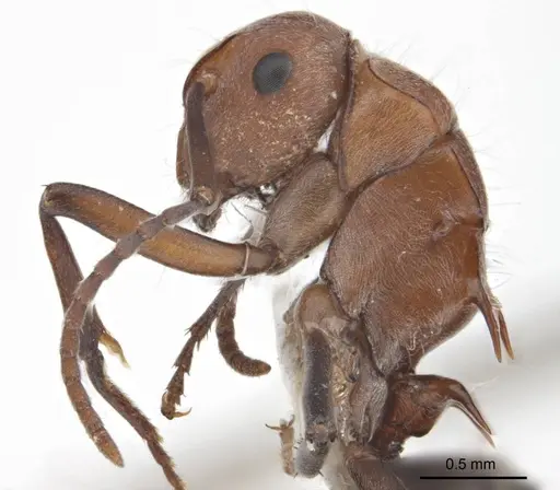 Polyrhachis bohemia specimen