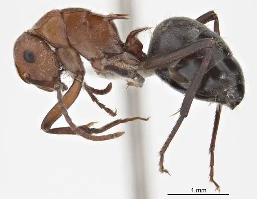 Polyrhachis bohemia - ANTWEB1008702