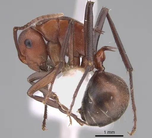 Polyrhachis bohemia - CASENT0887789