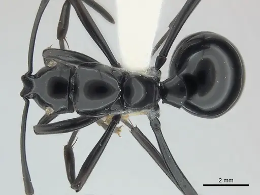 Polyrhachis boltoni specimen