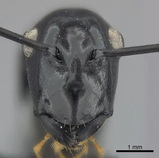 Polyrhachis boltoni specimen