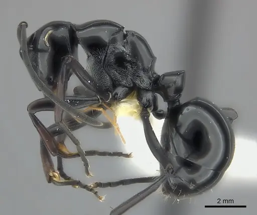 Polyrhachis boltoni specimen