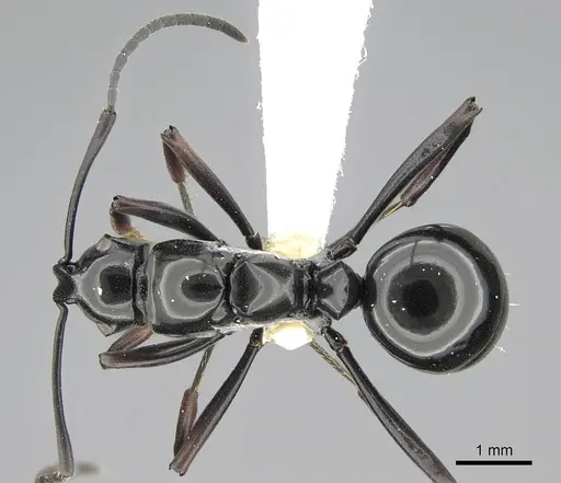 Polyrhachis boltoni - CASENT0919848