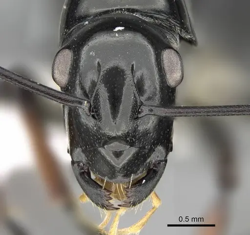 Polyrhachis boltoni - CASENT0919848