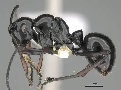 Polyrhachis boltoni - CASENT0919848