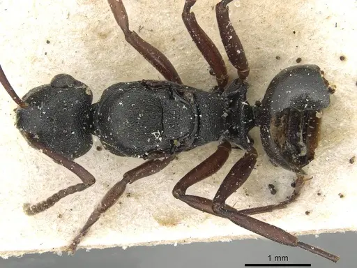 Polyrhachis bouvieri specimen