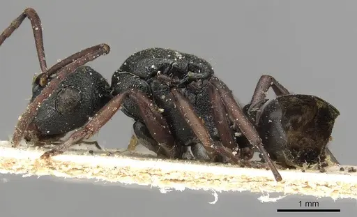 Polyrhachis bouvieri specimen