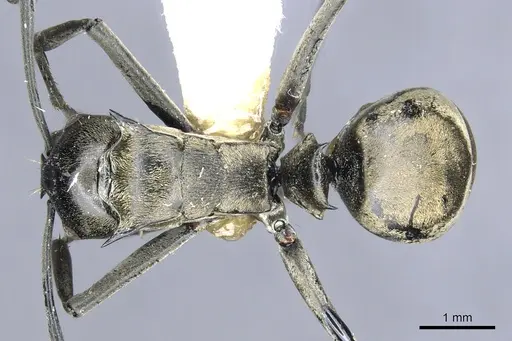Polyrhachis brachyspina specimen