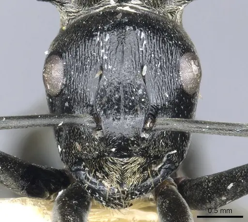 Polyrhachis brachyspina specimen