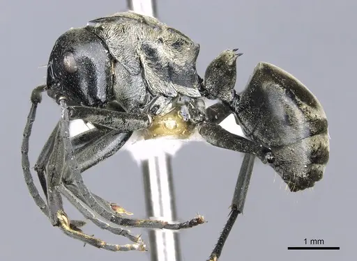 Polyrhachis brachyspina specimen