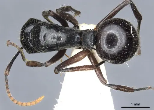 Polyrhachis braxa specimen