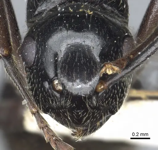 Polyrhachis braxa specimen