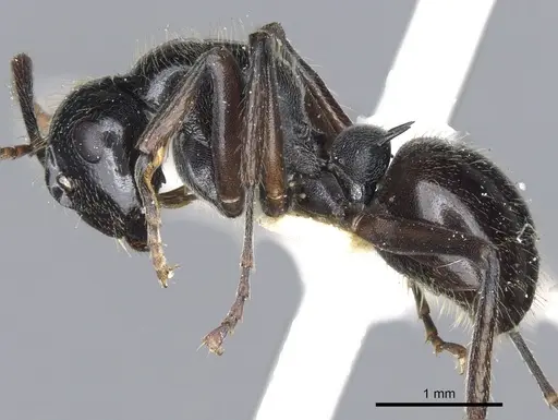 Polyrhachis braxa specimen