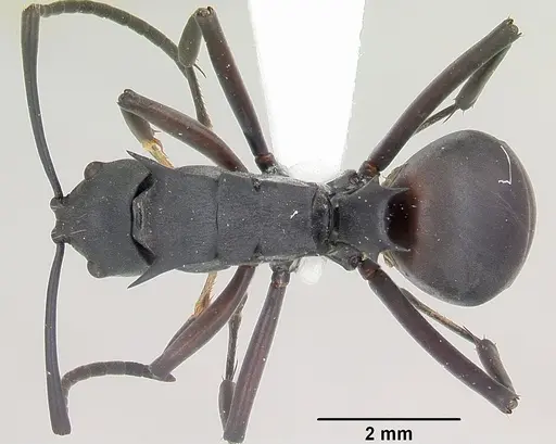 Polyrhachis brendelli specimen