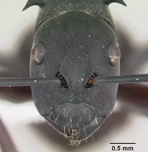 Polyrhachis brendelli specimen