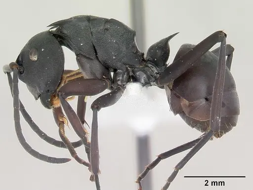 Polyrhachis brendelli specimen