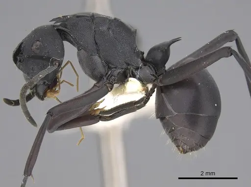 Polyrhachis brendelli - CASENT0923483