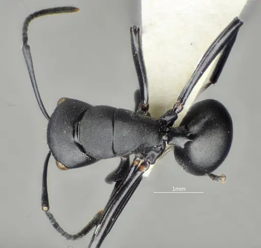 Polyrhachis brevicorpa specimen