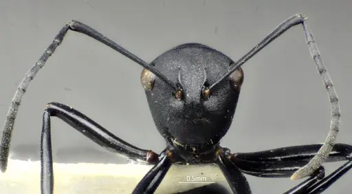 Polyrhachis brevicorpa specimen